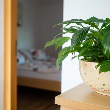 And Jeselnik Guest house 2*