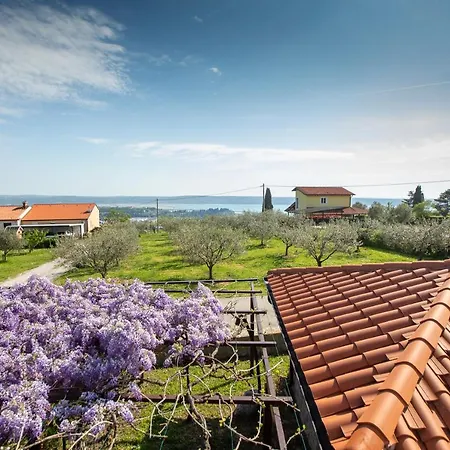 And Jeselnik Guest house