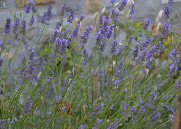 And Jeselnik Casa de hóspedes 2*